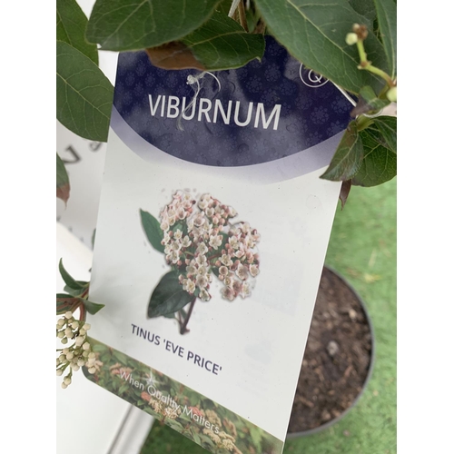 36 - ONE VIBURNUM TINUS STANDARD TREE 'EVE PRICE' APPROX 140CM IN HEIGHT IN A 10 LTR POT PLUS VAT