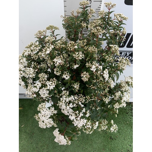 36 - ONE VIBURNUM TINUS STANDARD TREE 'EVE PRICE' APPROX 140CM IN HEIGHT IN A 10 LTR POT PLUS VAT