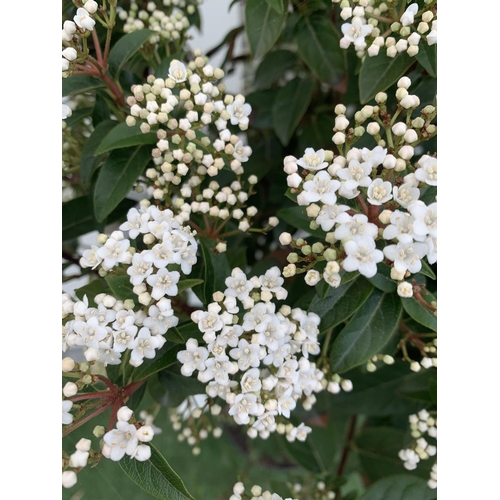 36 - ONE VIBURNUM TINUS STANDARD TREE 'EVE PRICE' APPROX 140CM IN HEIGHT IN A 10 LTR POT PLUS VAT