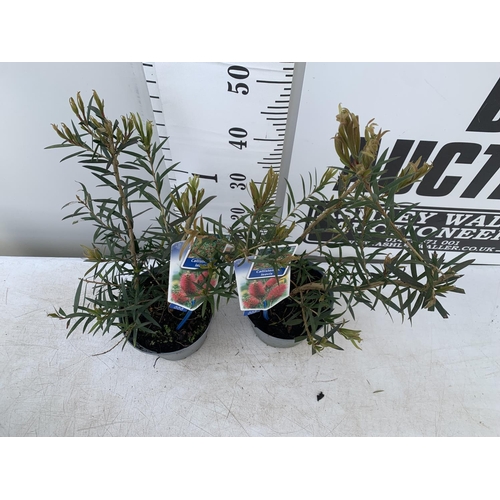 37 - TWO CALLISTEMON LAEVIS IN 2 LTR POTS 50CM IN HEIGHT PLUS VAT TO BE SOLD FOR THE TWO