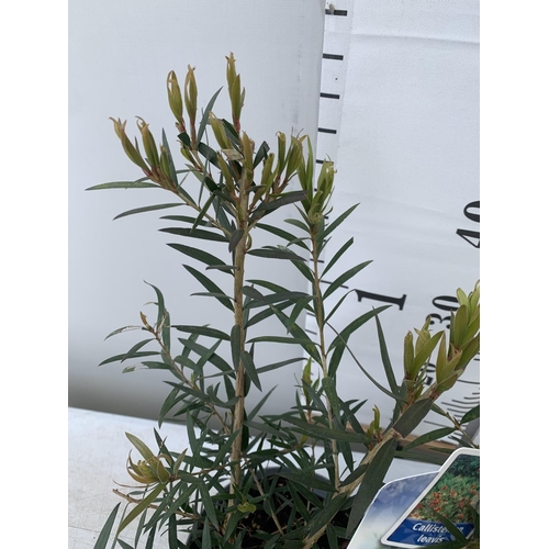 37 - TWO CALLISTEMON LAEVIS IN 2 LTR POTS 50CM IN HEIGHT PLUS VAT TO BE SOLD FOR THE TWO