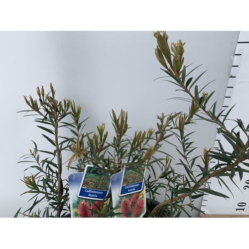 37 - TWO CALLISTEMON LAEVIS IN 2 LTR POTS 50CM IN HEIGHT PLUS VAT TO BE SOLD FOR THE TWO