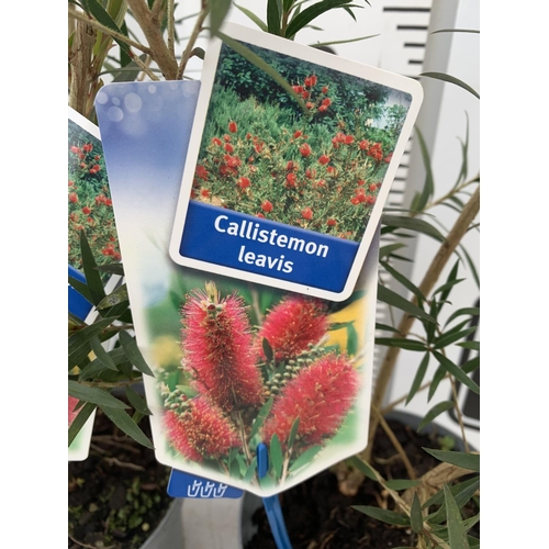 37 - TWO CALLISTEMON LAEVIS IN 2 LTR POTS 50CM IN HEIGHT PLUS VAT TO BE SOLD FOR THE TWO