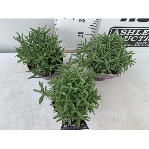 38 - THREE LAVENDER PLANTS IN 2 LTR POTS APPROX 25CM IN HEIGHT PLUS VAT TO BE SOLD FOR THE THREE