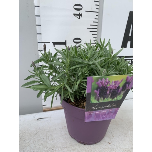 38 - THREE LAVENDER PLANTS IN 2 LTR POTS APPROX 25CM IN HEIGHT PLUS VAT TO BE SOLD FOR THE THREE