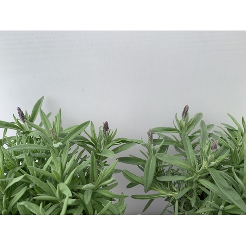 38 - THREE LAVENDER PLANTS IN 2 LTR POTS APPROX 25CM IN HEIGHT PLUS VAT TO BE SOLD FOR THE THREE