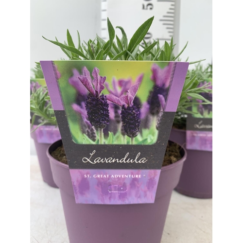 38 - THREE LAVENDER PLANTS IN 2 LTR POTS APPROX 25CM IN HEIGHT PLUS VAT TO BE SOLD FOR THE THREE