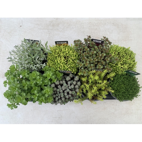 39 - EIGHT MIXED EVERGREEN SEDUMS ON A TRAY IN P14 POTS PLUS VAT TO BE SOLD FOR THE EIGHT