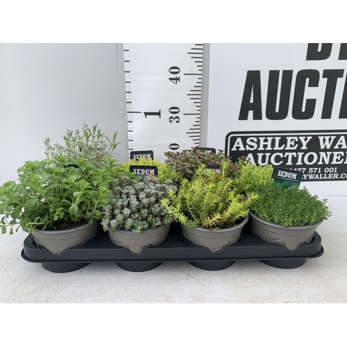 39 - EIGHT MIXED EVERGREEN SEDUMS ON A TRAY IN P14 POTS PLUS VAT TO BE SOLD FOR THE EIGHT