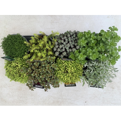 39 - EIGHT MIXED EVERGREEN SEDUMS ON A TRAY IN P14 POTS PLUS VAT TO BE SOLD FOR THE EIGHT