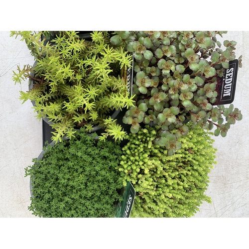 39 - EIGHT MIXED EVERGREEN SEDUMS ON A TRAY IN P14 POTS PLUS VAT TO BE SOLD FOR THE EIGHT