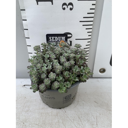 39 - EIGHT MIXED EVERGREEN SEDUMS ON A TRAY IN P14 POTS PLUS VAT TO BE SOLD FOR THE EIGHT