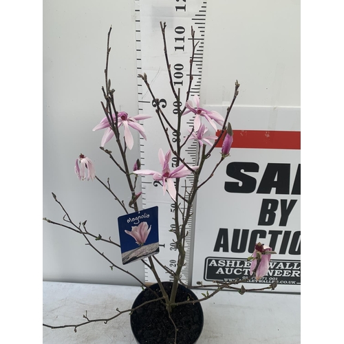 4 - ONE MAGNOLIA 'BETTY' PINK IN A 7 LTR POT APPROX 120CM IN HEIGHT PLUS VAT