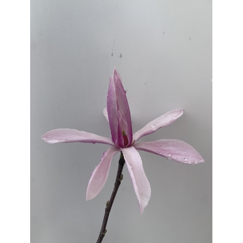 4 - ONE MAGNOLIA 'BETTY' PINK IN A 7 LTR POT APPROX 120CM IN HEIGHT PLUS VAT