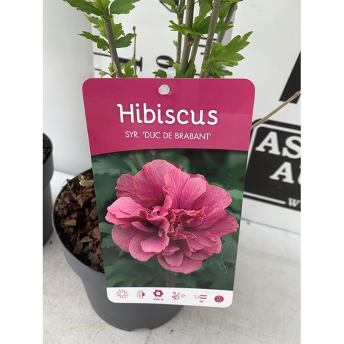 40 - TWO HIBISCUS SYRIACUS PINK 'DUC DE BRABANT' AND 'ARDENS' LIGHT PURPLE APPROX 70CM IN HEIGHT IN 3 LTR... 