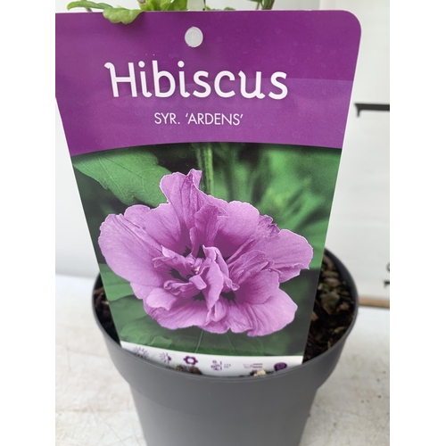 40 - TWO HIBISCUS SYRIACUS PINK 'DUC DE BRABANT' AND 'ARDENS' LIGHT PURPLE APPROX 70CM IN HEIGHT IN 3 LTR... 