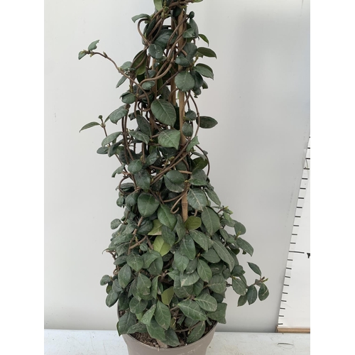 41 - ONE LARGE JASMINE TRACHELOSPERMUM JASMINOIDES PYRAMID FRAME 130CM IN HEIGHT IN A 5 LITRE POT PLUS VA... 