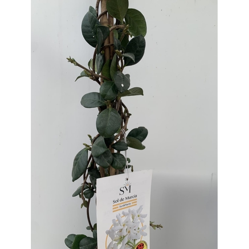 41 - ONE LARGE JASMINE TRACHELOSPERMUM JASMINOIDES PYRAMID FRAME 130CM IN HEIGHT IN A 5 LITRE POT PLUS VA... 