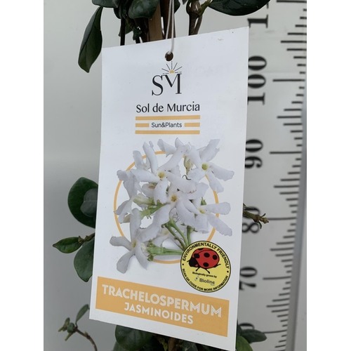 41 - ONE LARGE JASMINE TRACHELOSPERMUM JASMINOIDES PYRAMID FRAME 130CM IN HEIGHT IN A 5 LITRE POT PLUS VA... 