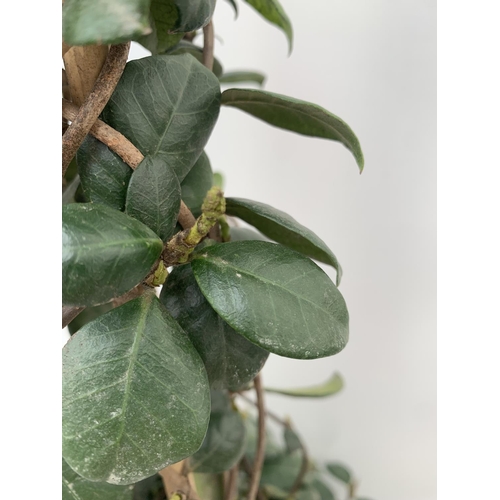 41 - ONE LARGE JASMINE TRACHELOSPERMUM JASMINOIDES PYRAMID FRAME 130CM IN HEIGHT IN A 5 LITRE POT PLUS VA... 