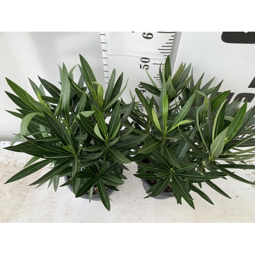 43 - TWO OLEANDER NERIUM SHRUBS MULTICOLOURED APPROX 60CM TALL IN 4 LTR POTS PLUS VAT TO BE SOLD FOR THE ... 