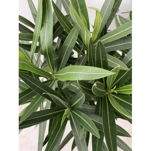 43 - TWO OLEANDER NERIUM SHRUBS MULTICOLOURED APPROX 60CM TALL IN 4 LTR POTS PLUS VAT TO BE SOLD FOR THE ... 