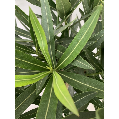 43 - TWO OLEANDER NERIUM SHRUBS MULTICOLOURED APPROX 60CM TALL IN 4 LTR POTS PLUS VAT TO BE SOLD FOR THE ... 