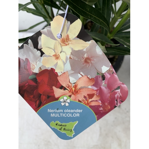 43 - TWO OLEANDER NERIUM SHRUBS MULTICOLOURED APPROX 60CM TALL IN 4 LTR POTS PLUS VAT TO BE SOLD FOR THE ... 