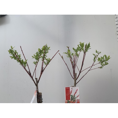 5 - TWO STANDARD SALIX INTEGRA 'FLAMINGO' OVER 110CM IN HEIGHT IN 3 LTR POTS PLUS VAT TO BE SOLD FOR THE... 