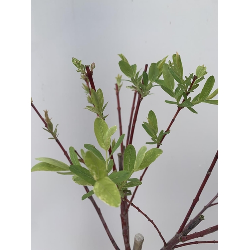 5 - TWO STANDARD SALIX INTEGRA 'FLAMINGO' OVER 110CM IN HEIGHT IN 3 LTR POTS PLUS VAT TO BE SOLD FOR THE... 