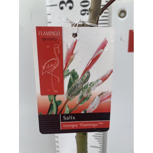 5 - TWO STANDARD SALIX INTEGRA 'FLAMINGO' OVER 110CM IN HEIGHT IN 3 LTR POTS PLUS VAT TO BE SOLD FOR THE... 