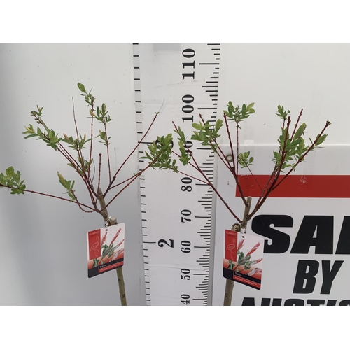 50 - TWO STANDARD SALIX INTEGRA 'FLAMINGO' OVER 110CM IN HEIGHT IN 3 LTR POTS PLUS VAT TO BE SOLD FOR THE... 