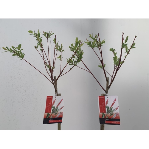 50 - TWO STANDARD SALIX INTEGRA 'FLAMINGO' OVER 110CM IN HEIGHT IN 3 LTR POTS PLUS VAT TO BE SOLD FOR THE... 