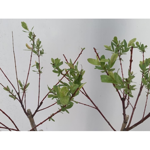 50 - TWO STANDARD SALIX INTEGRA 'FLAMINGO' OVER 110CM IN HEIGHT IN 3 LTR POTS PLUS VAT TO BE SOLD FOR THE... 