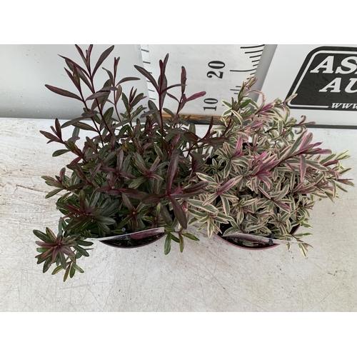 60 - TWO HEBES WILD ROMANCE AND HEARTBREAKER IN 2 LTR POTS HEIGHT 30CM PLUS VAT TO BE SOLD FOR THE TWO