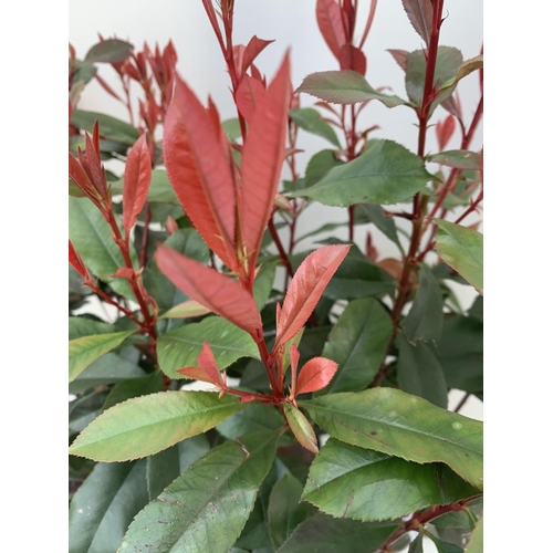 62 - TWO PHOTINIA 'CARRE ROUGE' IN 3 LTR POTS APPROX 70CM IN HEIGHT PLUS VAT TO BE SOLD FOR THE TWO