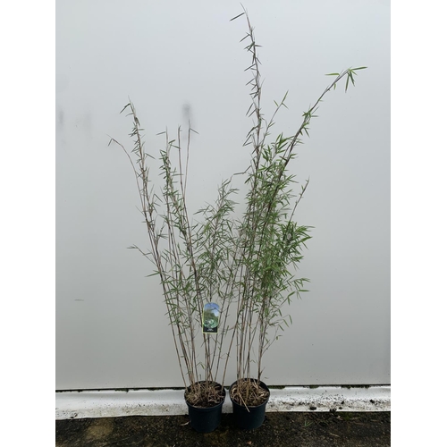 63 - TWO BAMBOO FARGESIA NITIDA 'BLACK PEARL' APPROX 190CM IN HEIGHT IN 5 LTR POTS PLUS VAT TO BE SOLD FO... 