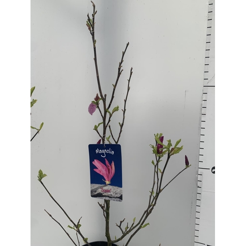 64 - ONE MAGNOLIA 'SUSAN' DARK PINK IN A 7 LTR POT APPROX 120CM IN HEIGHT PLUS VAT