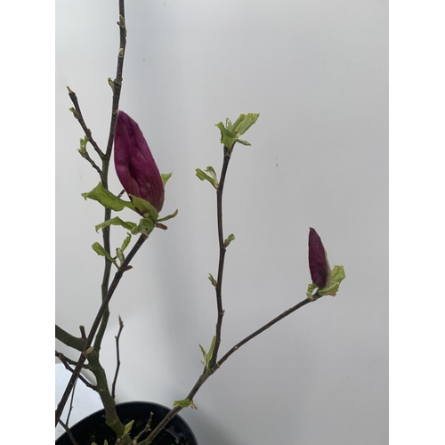 64 - ONE MAGNOLIA 'SUSAN' DARK PINK IN A 7 LTR POT APPROX 120CM IN HEIGHT PLUS VAT