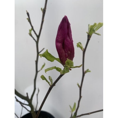 64 - ONE MAGNOLIA 'SUSAN' DARK PINK IN A 7 LTR POT APPROX 120CM IN HEIGHT PLUS VAT