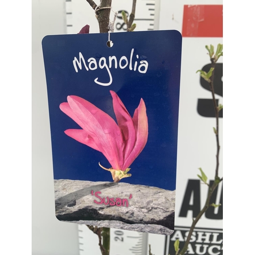 64 - ONE MAGNOLIA 'SUSAN' DARK PINK IN A 7 LTR POT APPROX 120CM IN HEIGHT PLUS VAT