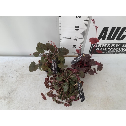 65 - THREE HEUCHERA 'CARNIVAL' IN 2 LTR POTS PLUS VAT TO BE SOLD FOR THE THREE