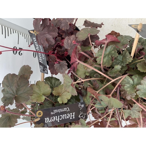 65 - THREE HEUCHERA 'CARNIVAL' IN 2 LTR POTS PLUS VAT TO BE SOLD FOR THE THREE