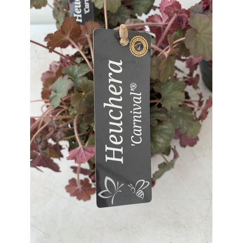 65 - THREE HEUCHERA 'CARNIVAL' IN 2 LTR POTS PLUS VAT TO BE SOLD FOR THE THREE