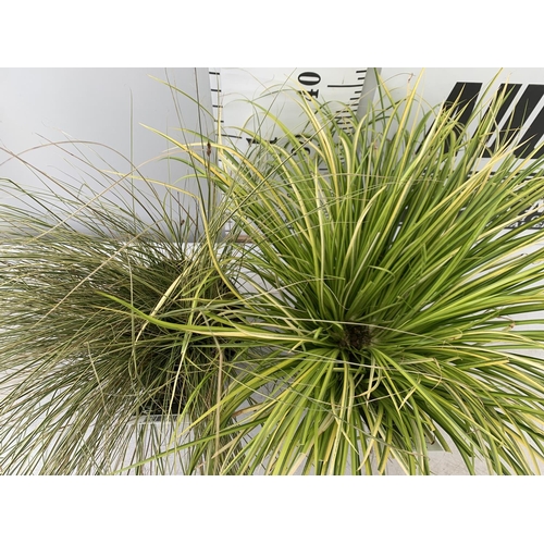 66 - TWO HARDY ORNAMENTAL GRASSES CORUS GARAMINEUS 'OGON' AND CAREX BRUNNEA 'VARIEGATA' IN 3 LTR POTS APP... 