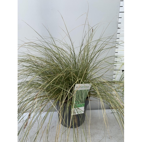 66 - TWO HARDY ORNAMENTAL GRASSES CORUS GARAMINEUS 'OGON' AND CAREX BRUNNEA 'VARIEGATA' IN 3 LTR POTS APP... 