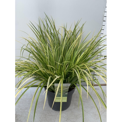 66 - TWO HARDY ORNAMENTAL GRASSES CORUS GARAMINEUS 'OGON' AND CAREX BRUNNEA 'VARIEGATA' IN 3 LTR POTS APP... 