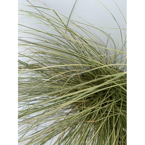 66 - TWO HARDY ORNAMENTAL GRASSES CORUS GARAMINEUS 'OGON' AND CAREX BRUNNEA 'VARIEGATA' IN 3 LTR POTS APP... 