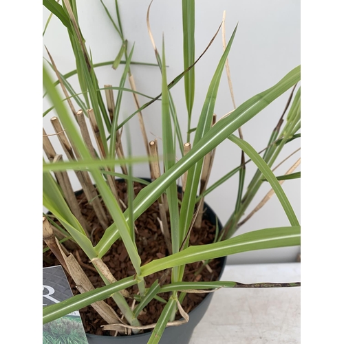 67 - TWO ORNAMENTAL GRASSES 'MISCANTHUS MALEPARTUS'  APPROX 75CM IN HEIGHT IN 4 LTR POTS PLUS VAT TO BE S... 