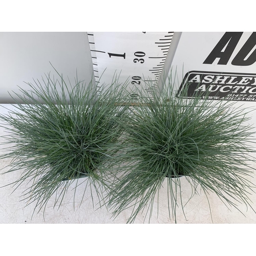 68 - TWO FESTUCA GLAUCA 'INTENSE BLUE' ORNAMENTAL GRASSES IN 2 LTR POTS APPROX 35CM IN HEIGHT PLUS VAT TO... 